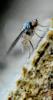Agathomyia falleni